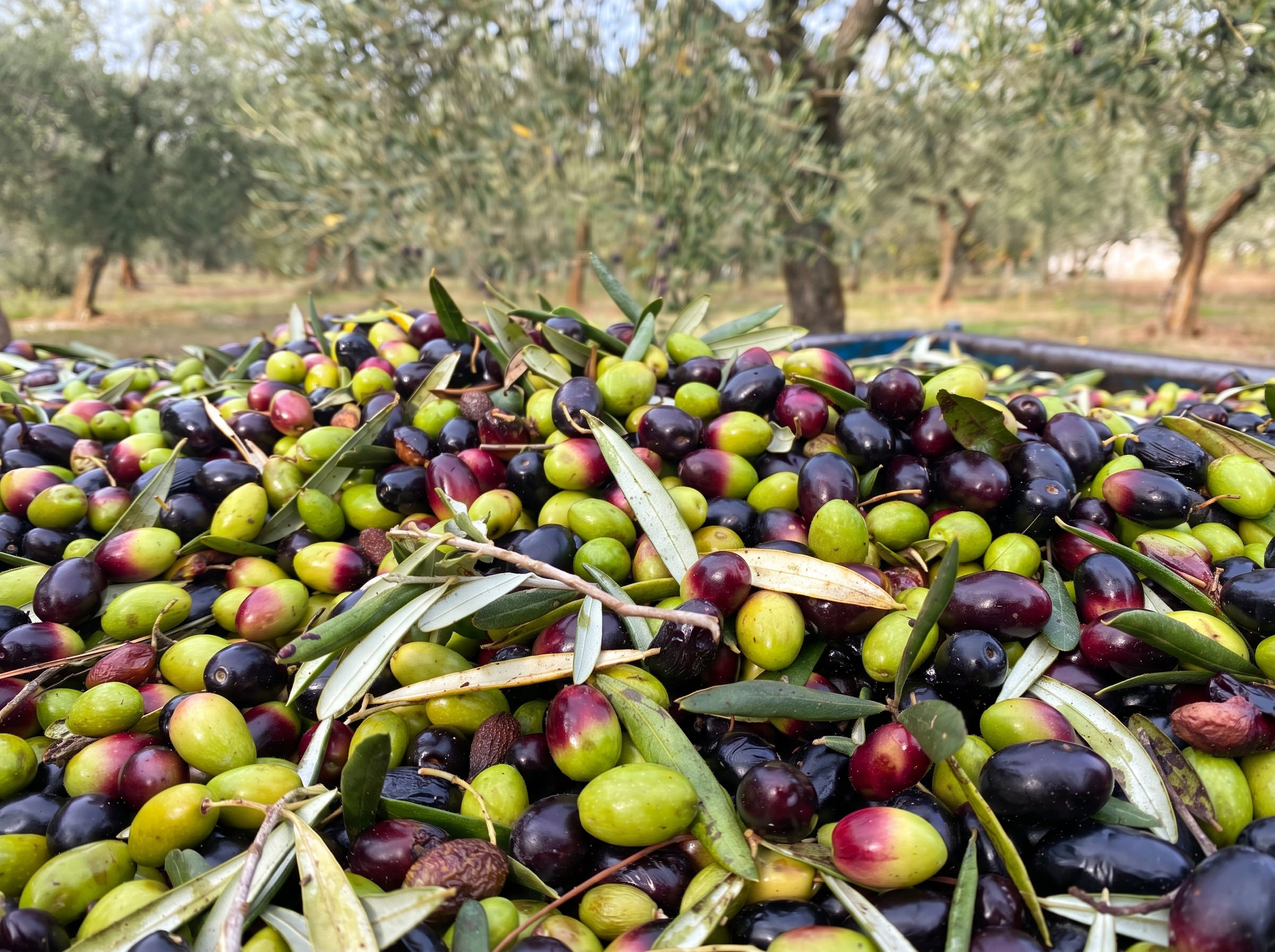 Olive appena raccolte, verdi, invaiate e nere, con le foglie; dietro, l’uliveto
